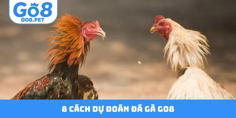8 cách dự đoán đá gà GO8